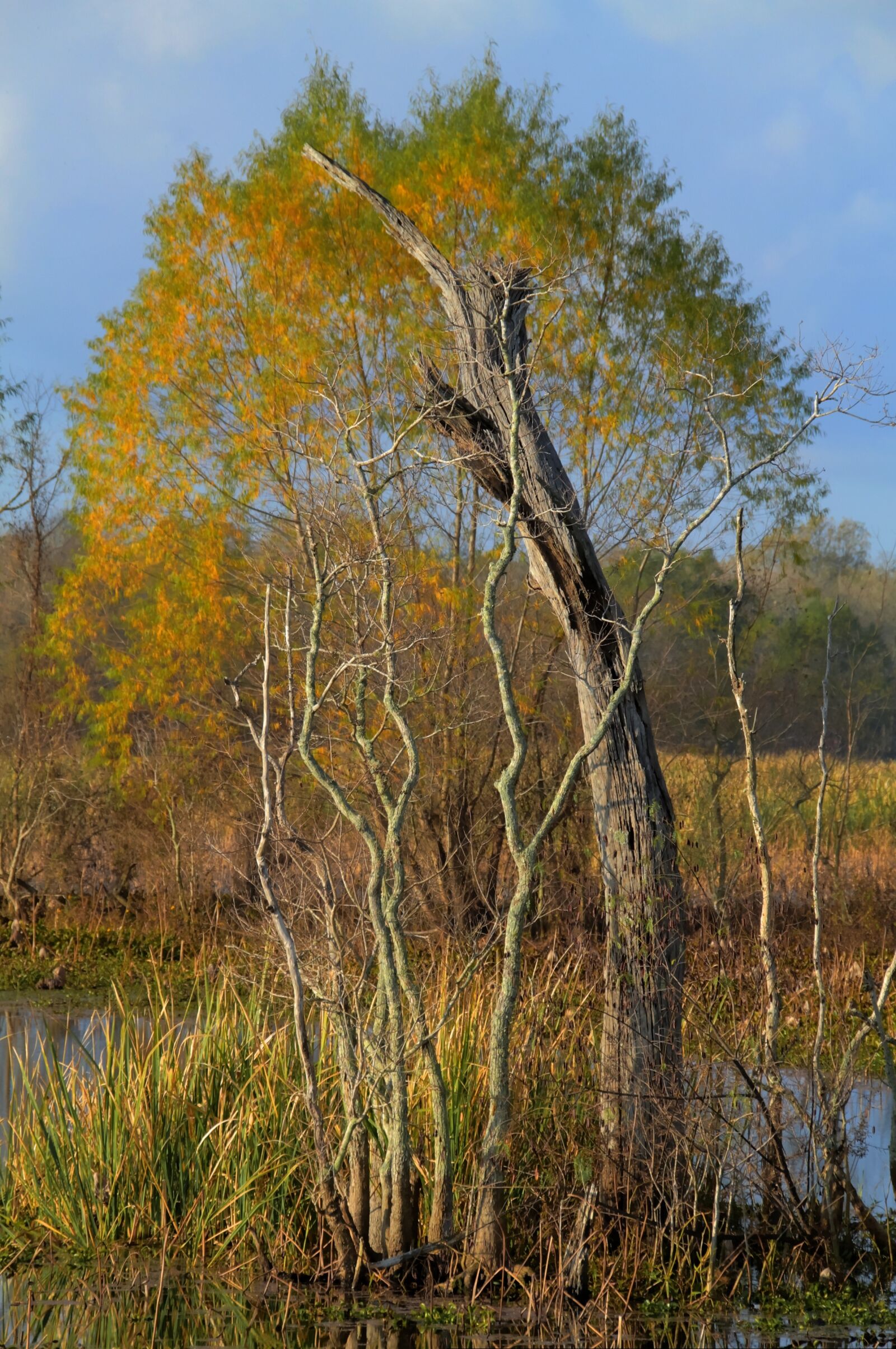 Canon EOS 7D sample photo. Swamp, tree, wilderness photography