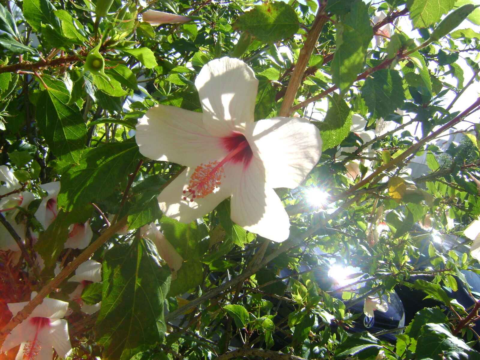 Sony DSC-S730 sample photo. White, hibiscus, flower photography