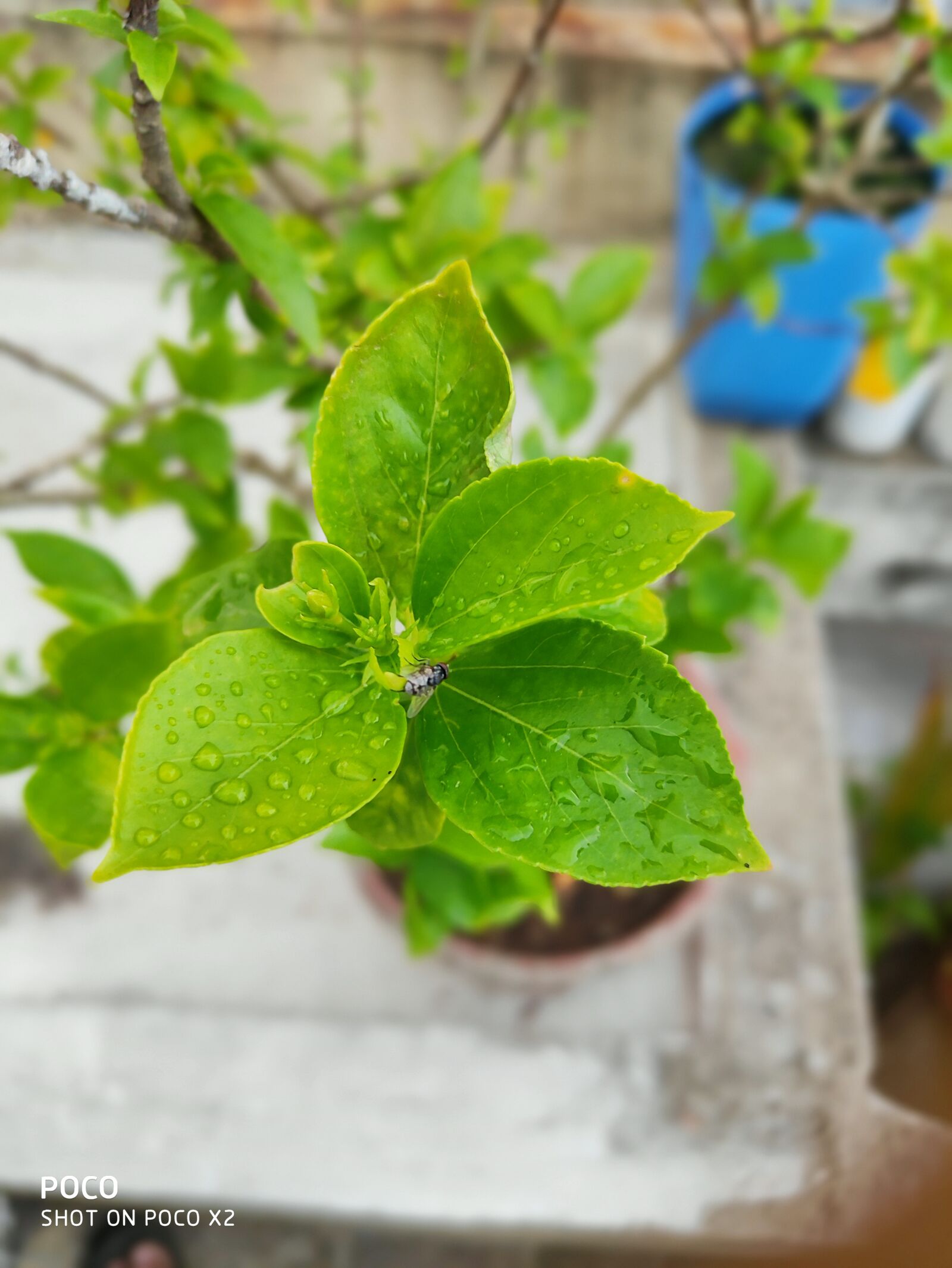 Xiaomi POCO X2 sample photo. Green, water, leaves photography