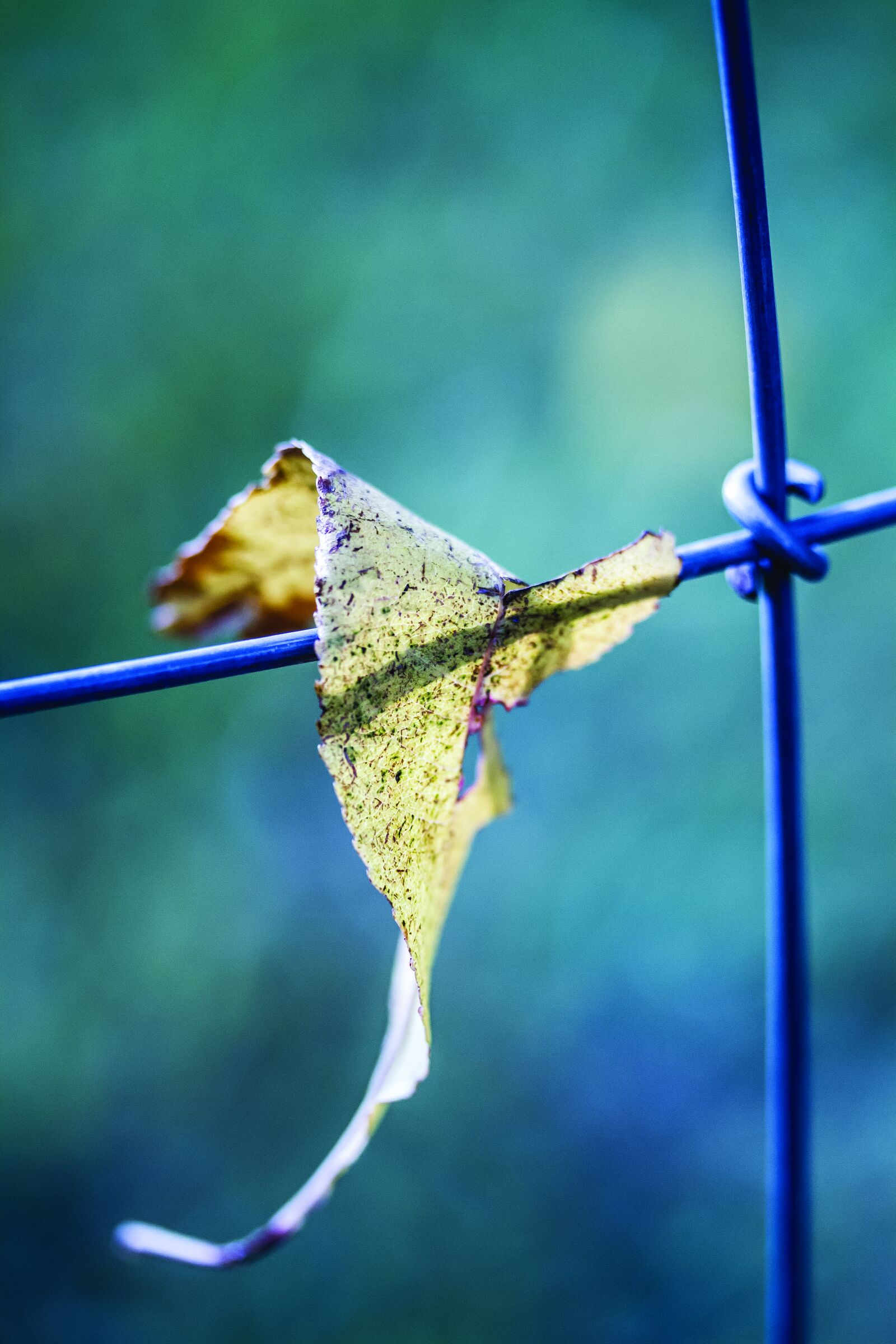 Canon EOS 7D + Canon EF-S 60mm F2.8 Macro USM sample photo. Fall, leaf, wire, fence photography