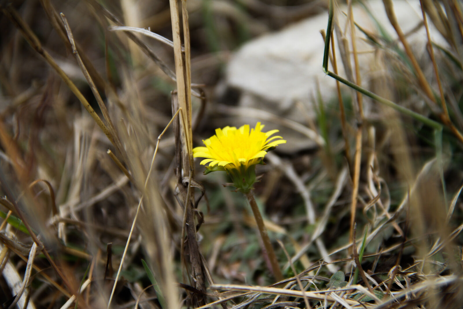 Canon EOS 7D sample photo. Field, of, flowers, flower photography
