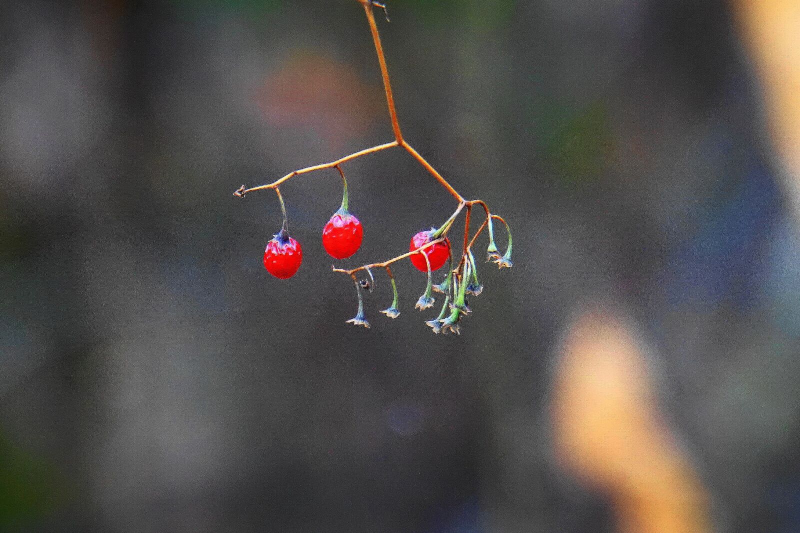 Sony a6000 sample photo. Fruits of the forest photography