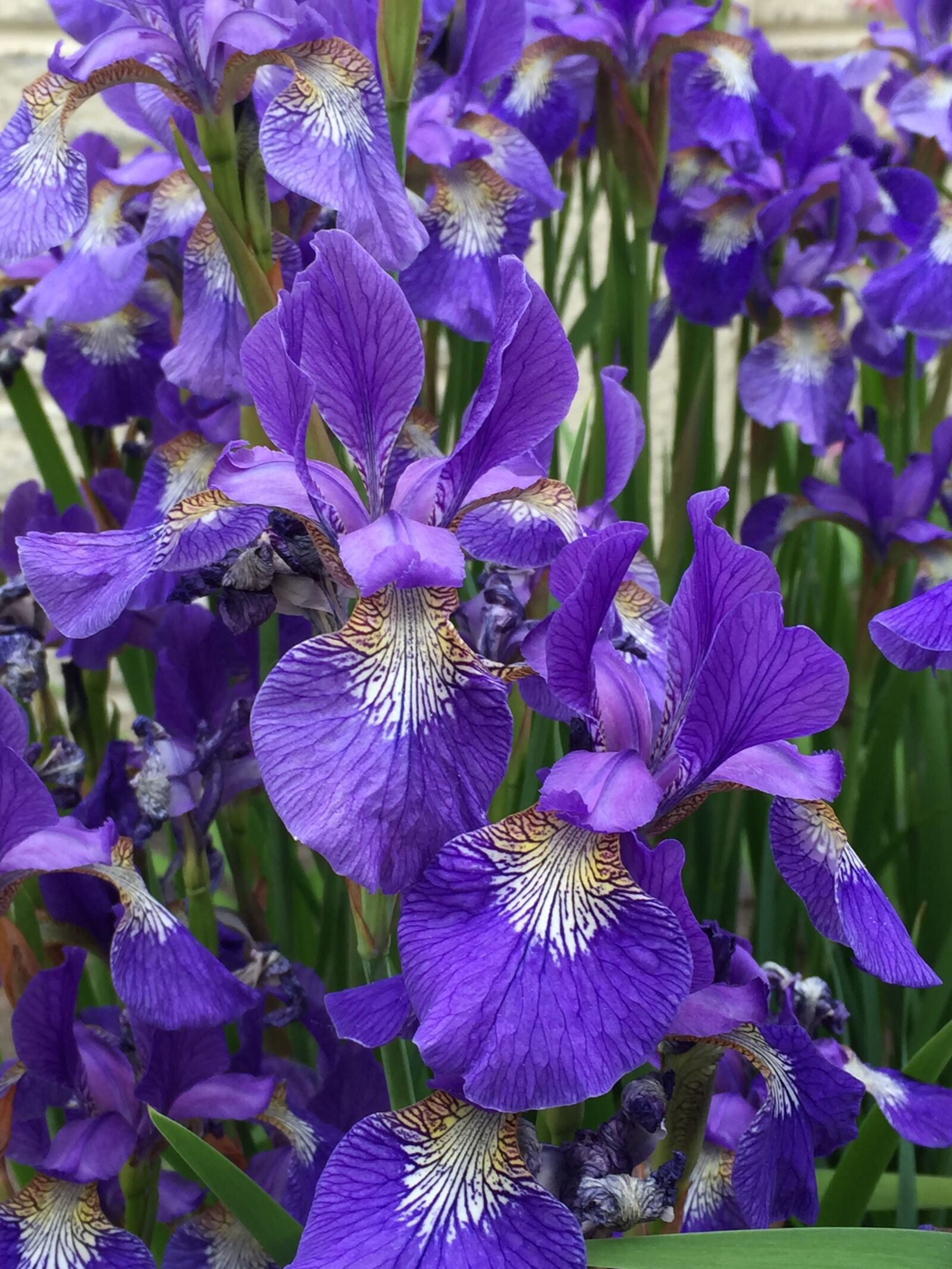 Apple iPhone 6 sample photo. Iris, purple, flower photography