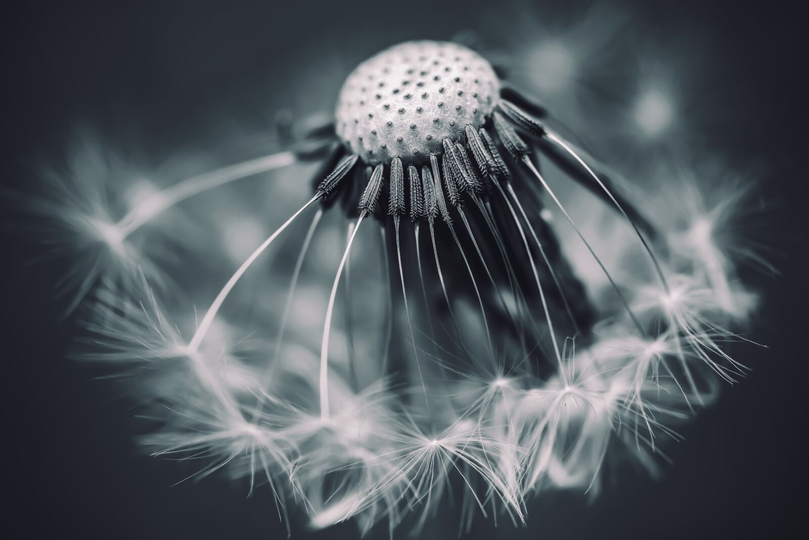 Nikon D800 sample photo. Nature, vintage, flower photography