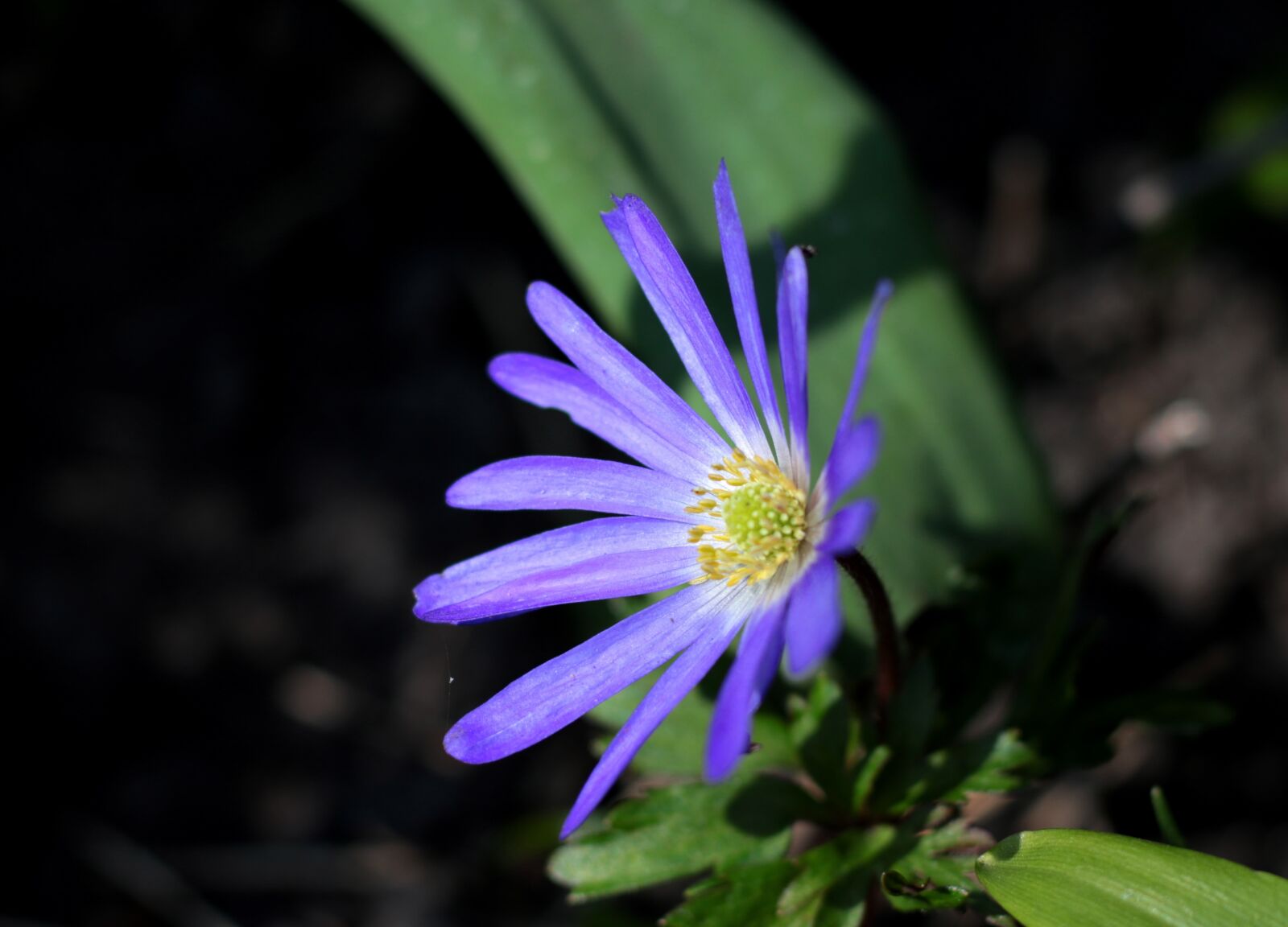 Canon EOS 7D Mark II sample photo. Anemone apennina, blue anemone photography
