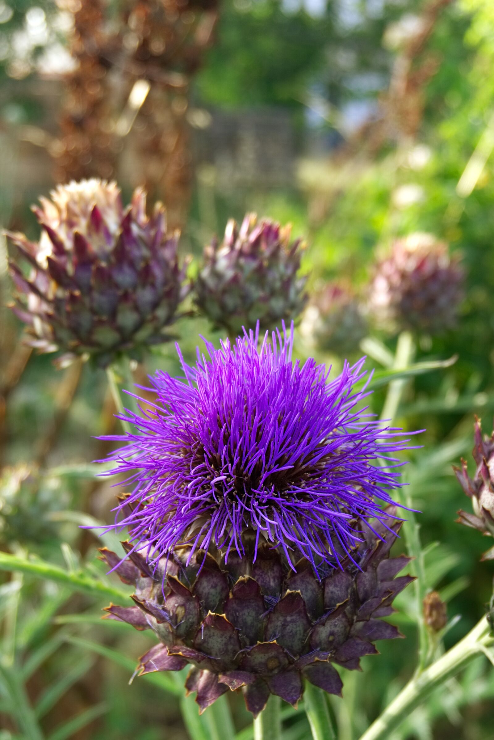 Sony a6000 sample photo. Artichoke, flower, plant photography