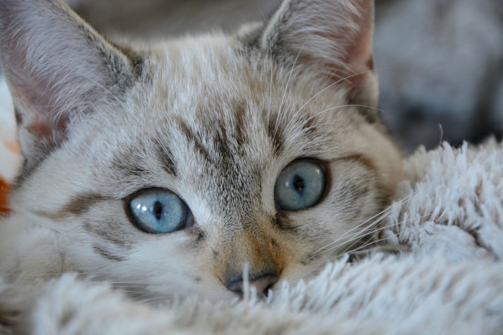 Nikon D5200 sample photo. Cat, kitten, cat eyes photography