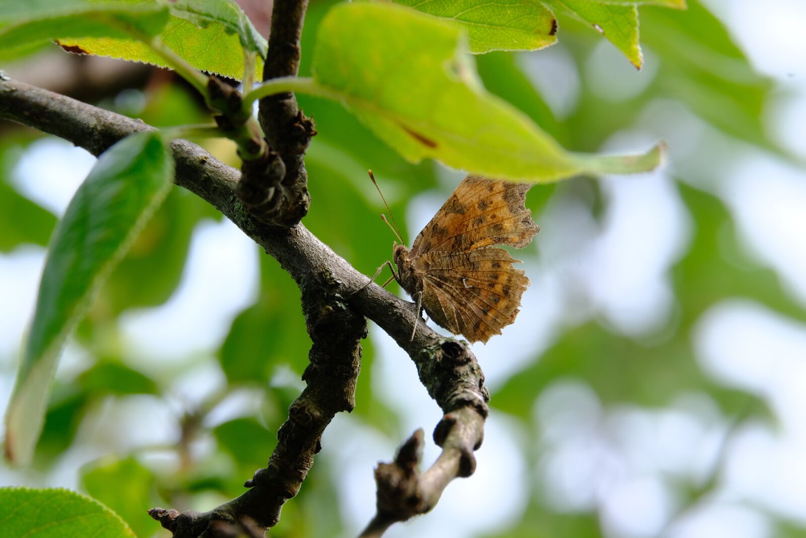 Fujifilm X-T3 sample photo. Comma butterfly, branch, tree photography