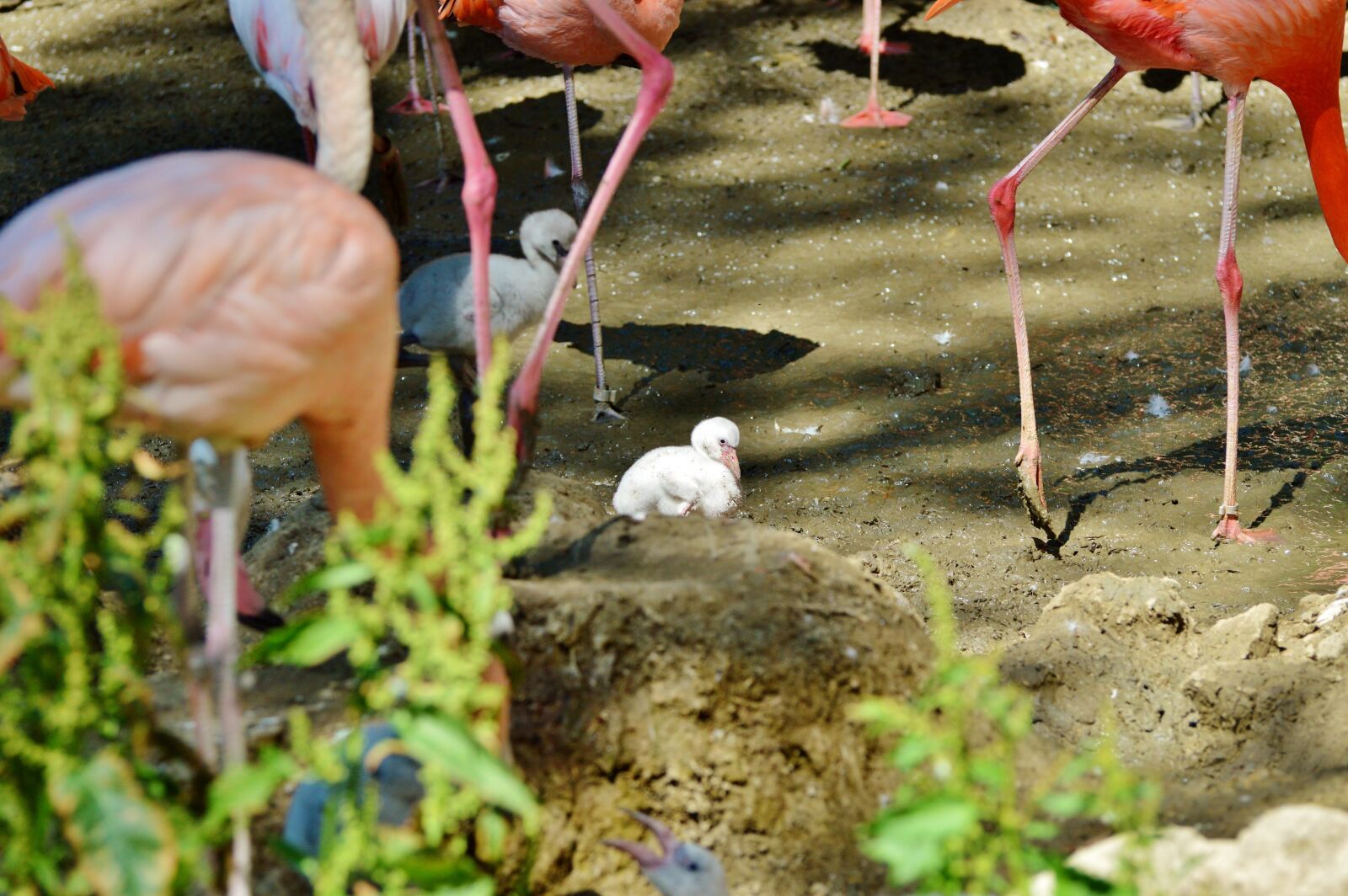 Nikon D3200 sample photo. Flamingo, young animal, bird photography