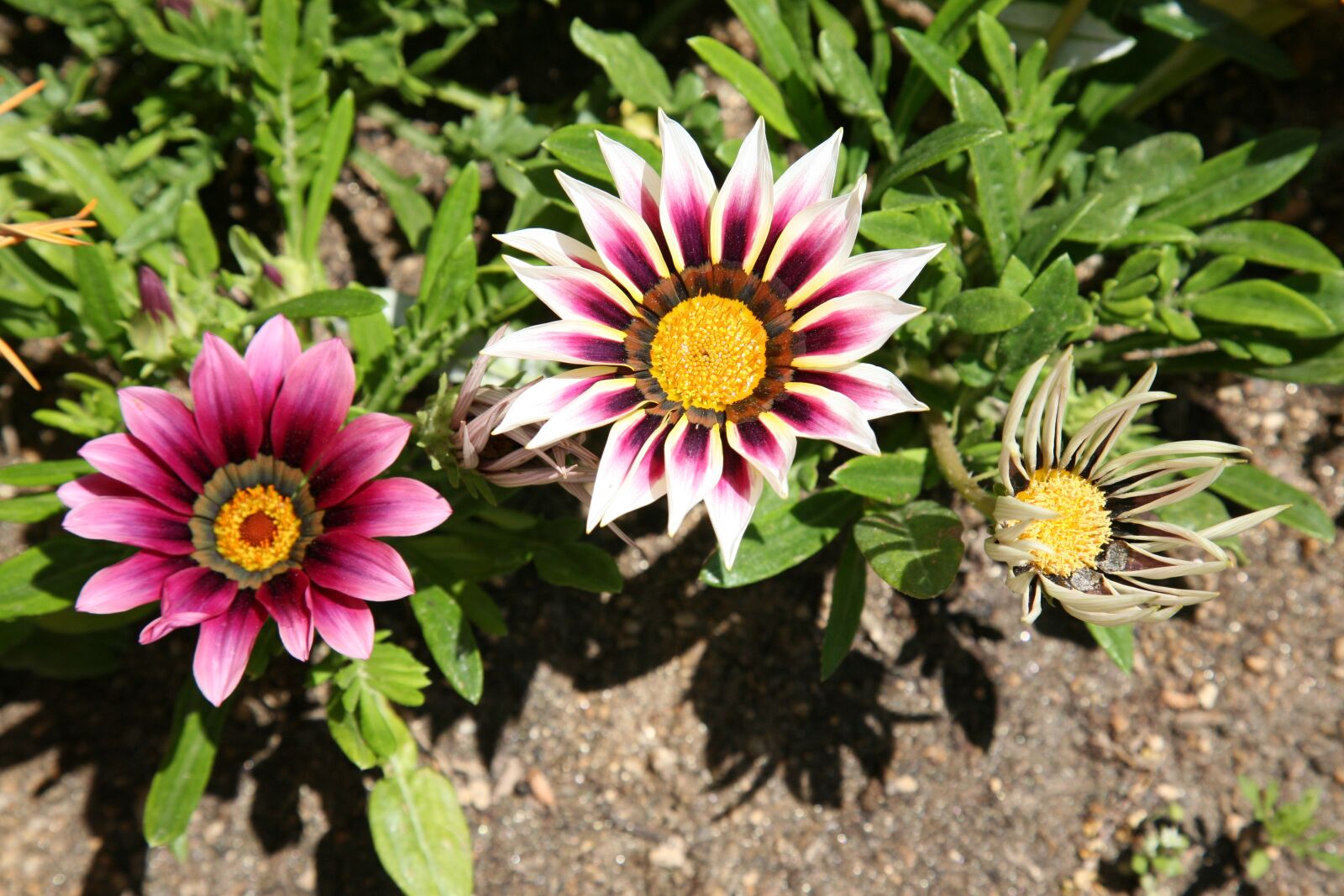 Canon EOS 5D sample photo. Let honiara, chrysanthemum decoration photography