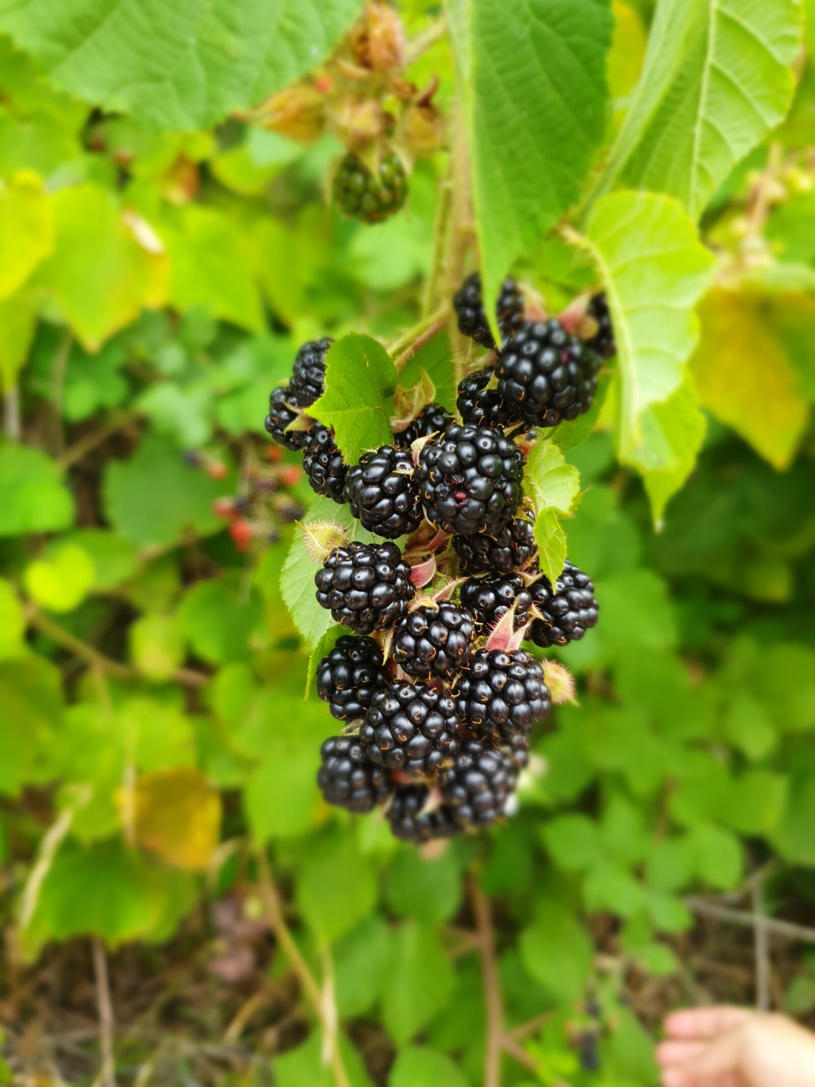 Samsung Galaxy S10 sample photo. Blackberry, nature, landscape photography