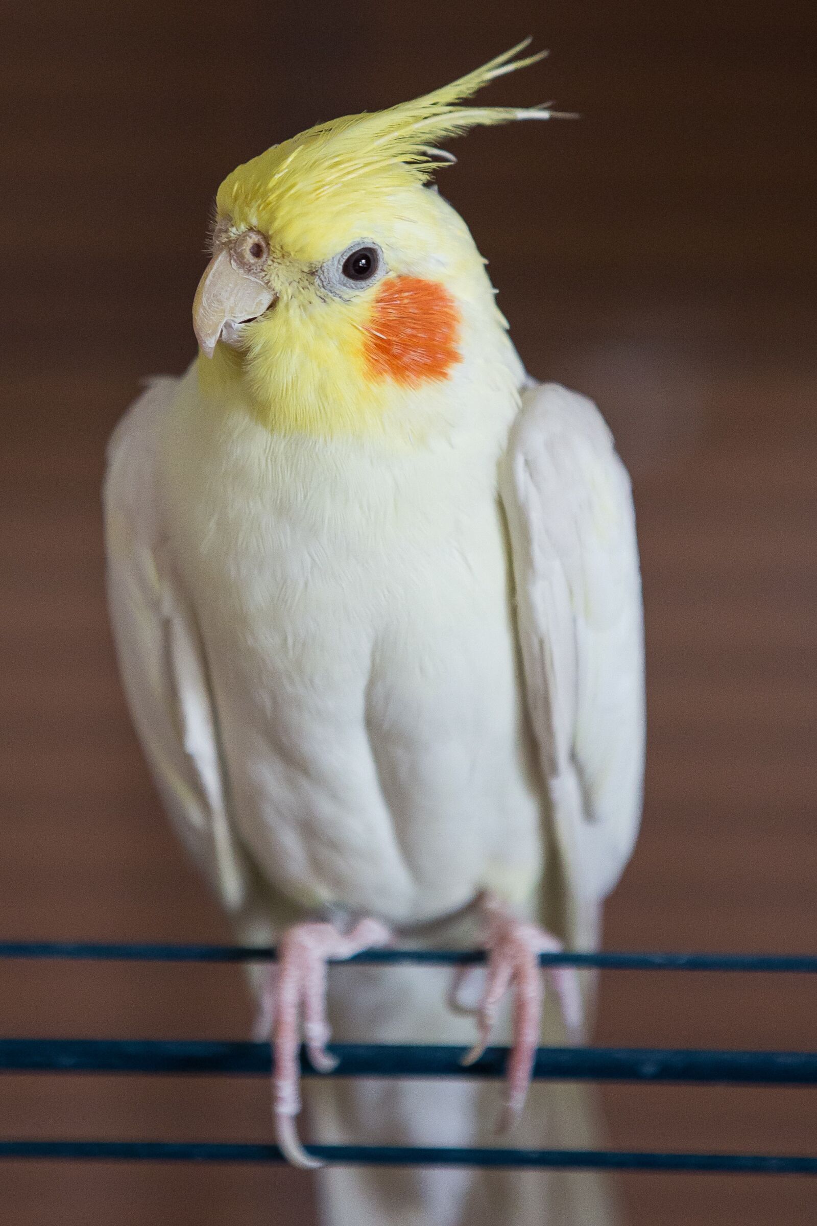 Canon EOS 5D Mark III sample photo. Cockatiel, parakeet, bird photography