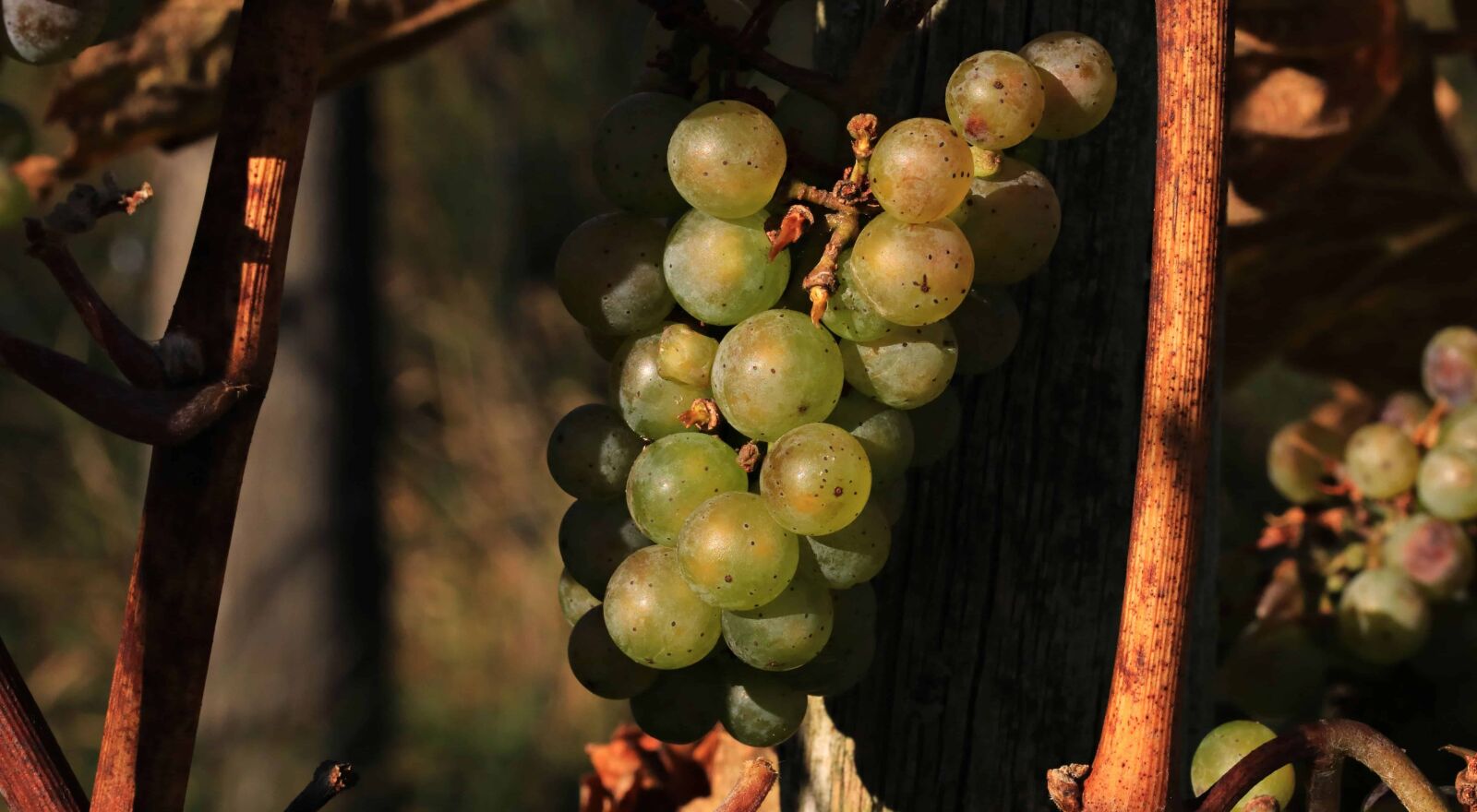 Canon EOS 80D sample photo. Grapevine, food, vineyard, fruit photography