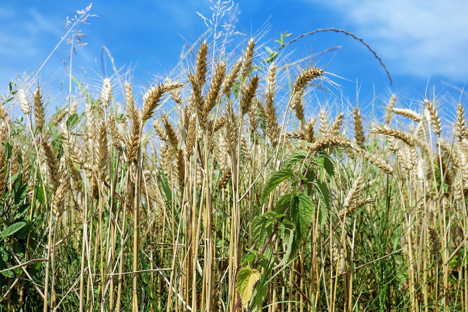 Fujifilm X-T10 + Fujifilm XC 50-230mm F4.5-6.7 OIS sample photo. Cereals, grain, field photography