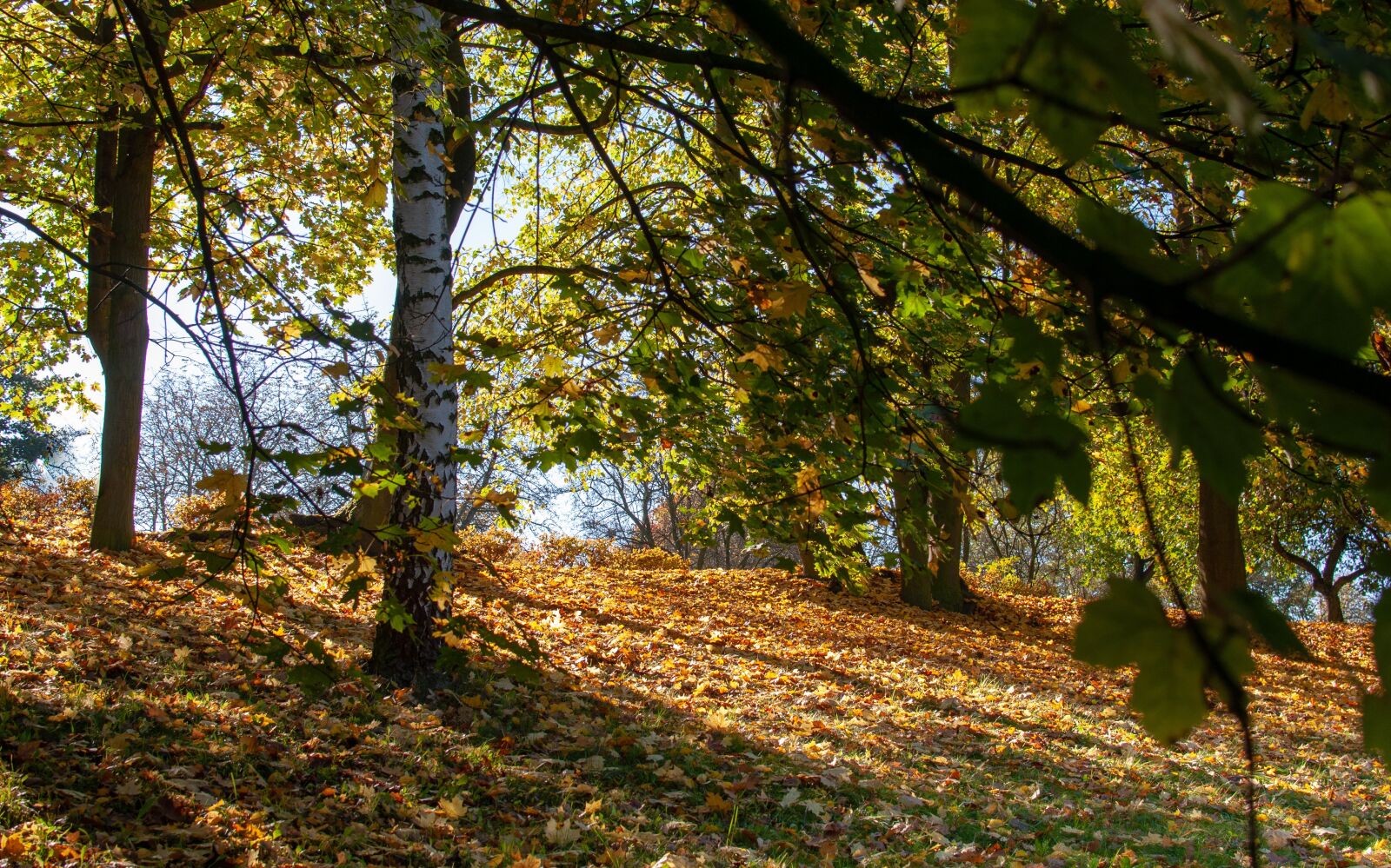 Nikon D90 sample photo. Foliage, autumn, tree photography
