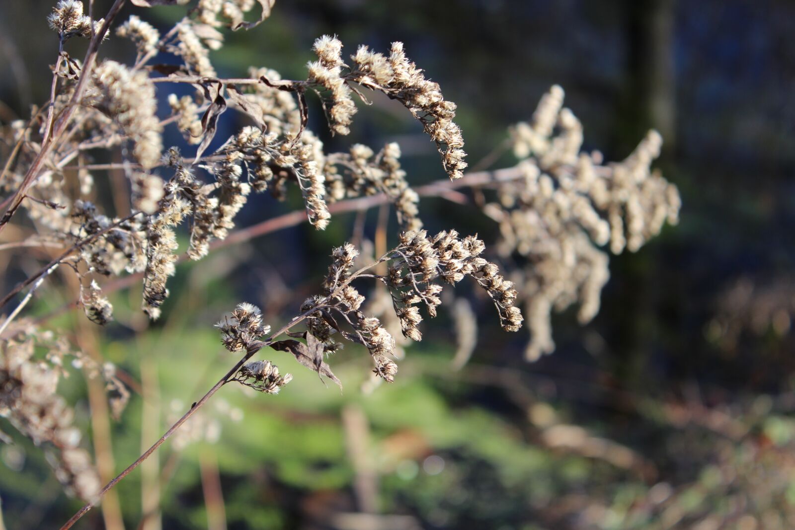 Canon EOS 1200D (EOS Rebel T5 / EOS Kiss X70 / EOS Hi) sample photo. Nature, flowers, plant photography