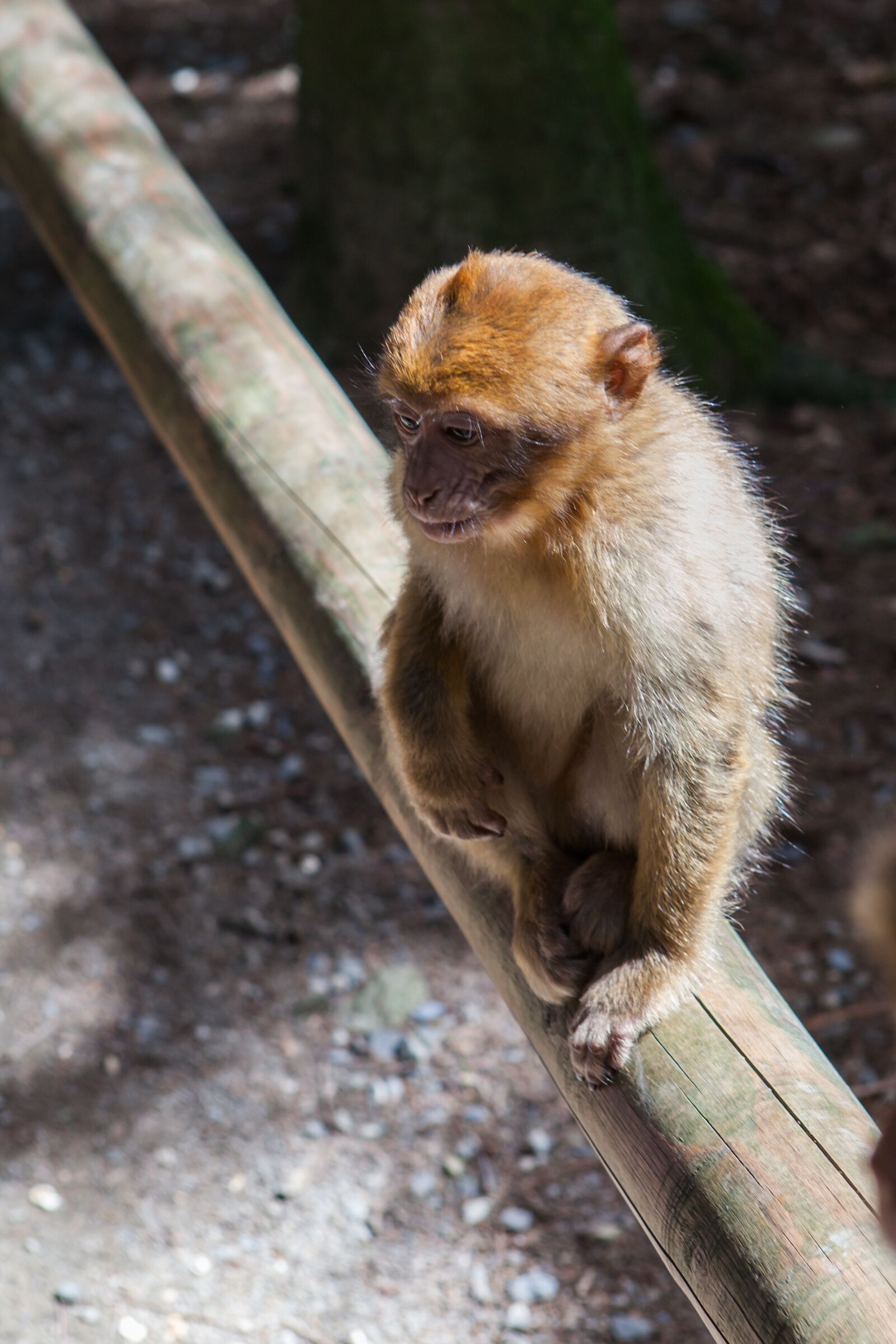 Canon EOS 5D Mark II sample photo. Forest, monkey, nature photography