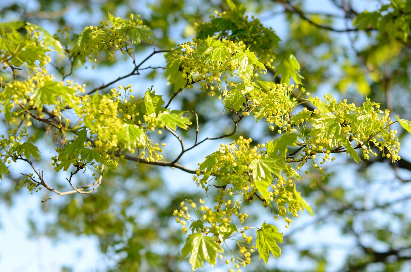 Nikon D5100 sample photo. Flowers, maple, blossom photography
