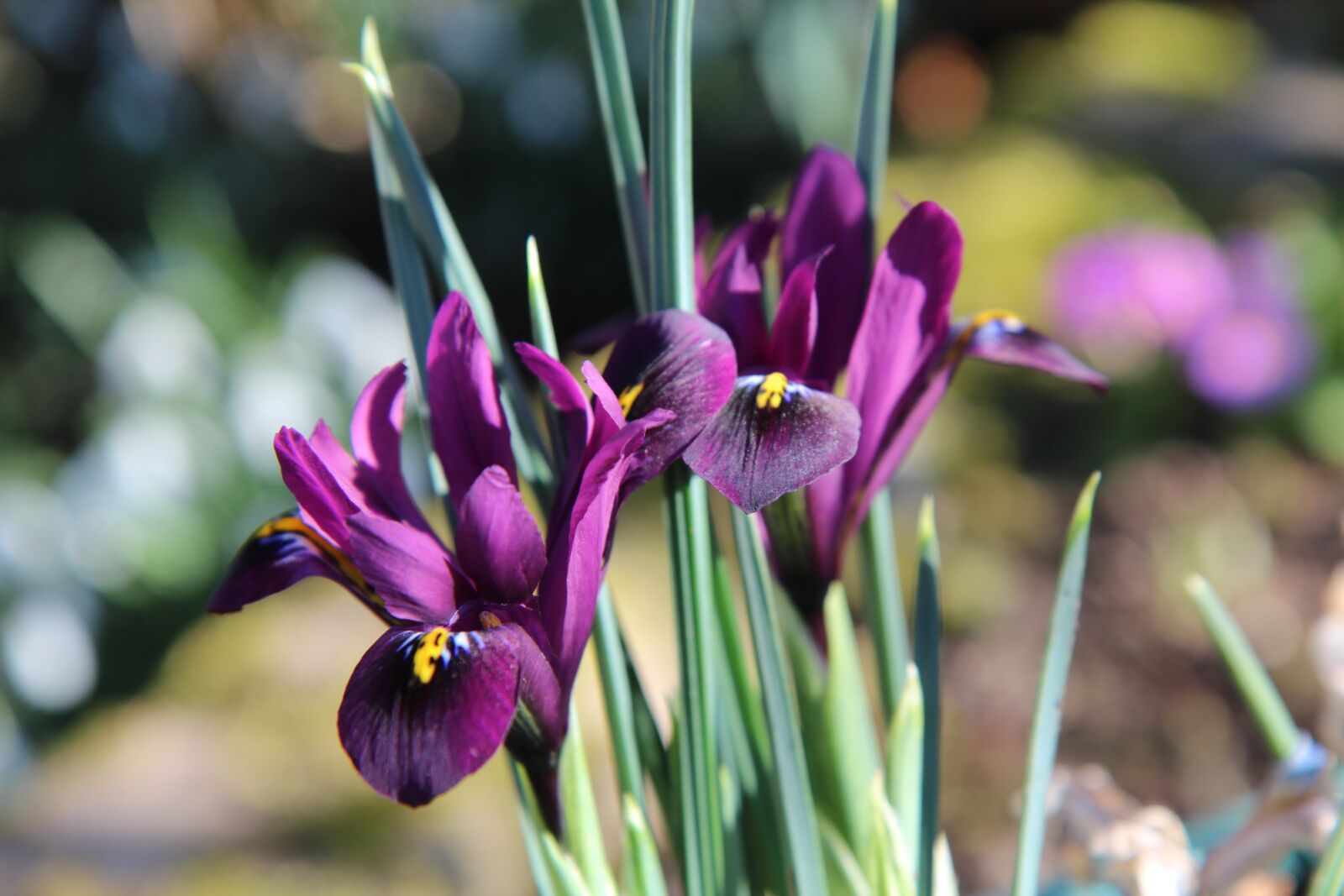 Canon EOS 600D (Rebel EOS T3i / EOS Kiss X5) sample photo. Iris, iris purple, flowering photography