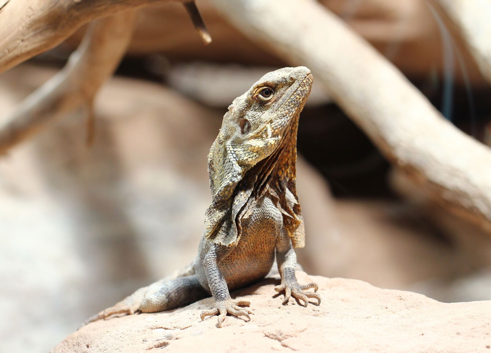 Canon EOS 550D (EOS Rebel T2i / EOS Kiss X4) sample photo. Chameleon, reptile, animal world photography