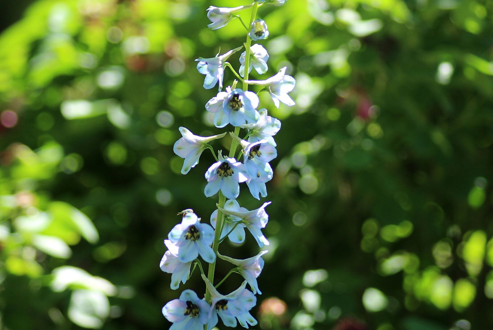 Canon EOS 1200D (EOS Rebel T5 / EOS Kiss X70 / EOS Hi) sample photo. Flower, bells, blue flower photography