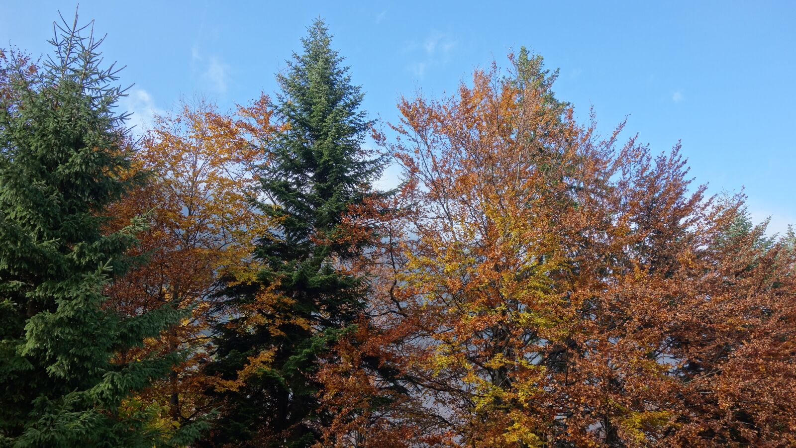 Sony Cyber-shot DSC-RX100 sample photo. Autumn leaves, tree, color photography