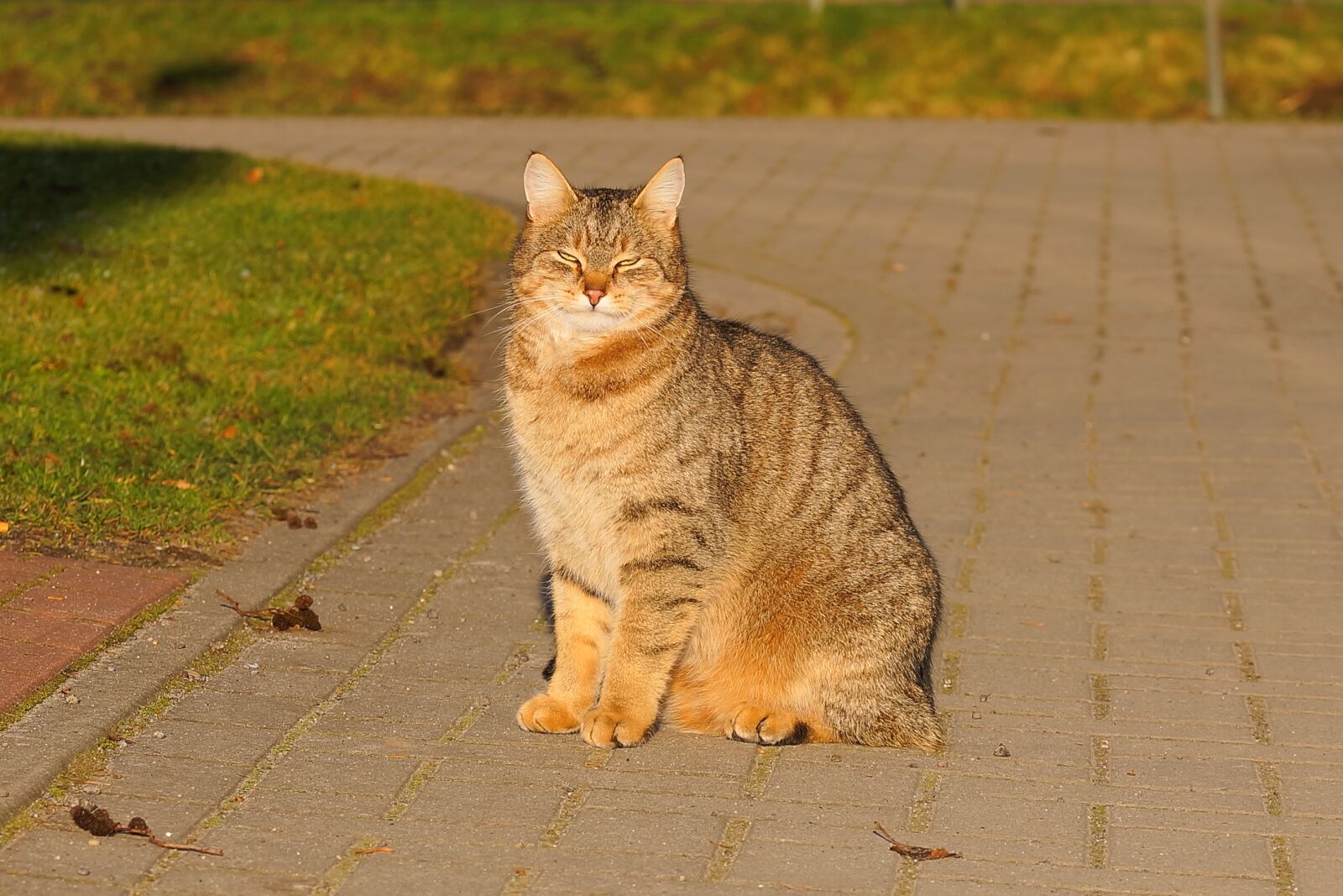 Sony a99 II + 105mm F2.8 sample photo. Cat, female, domestic cat photography