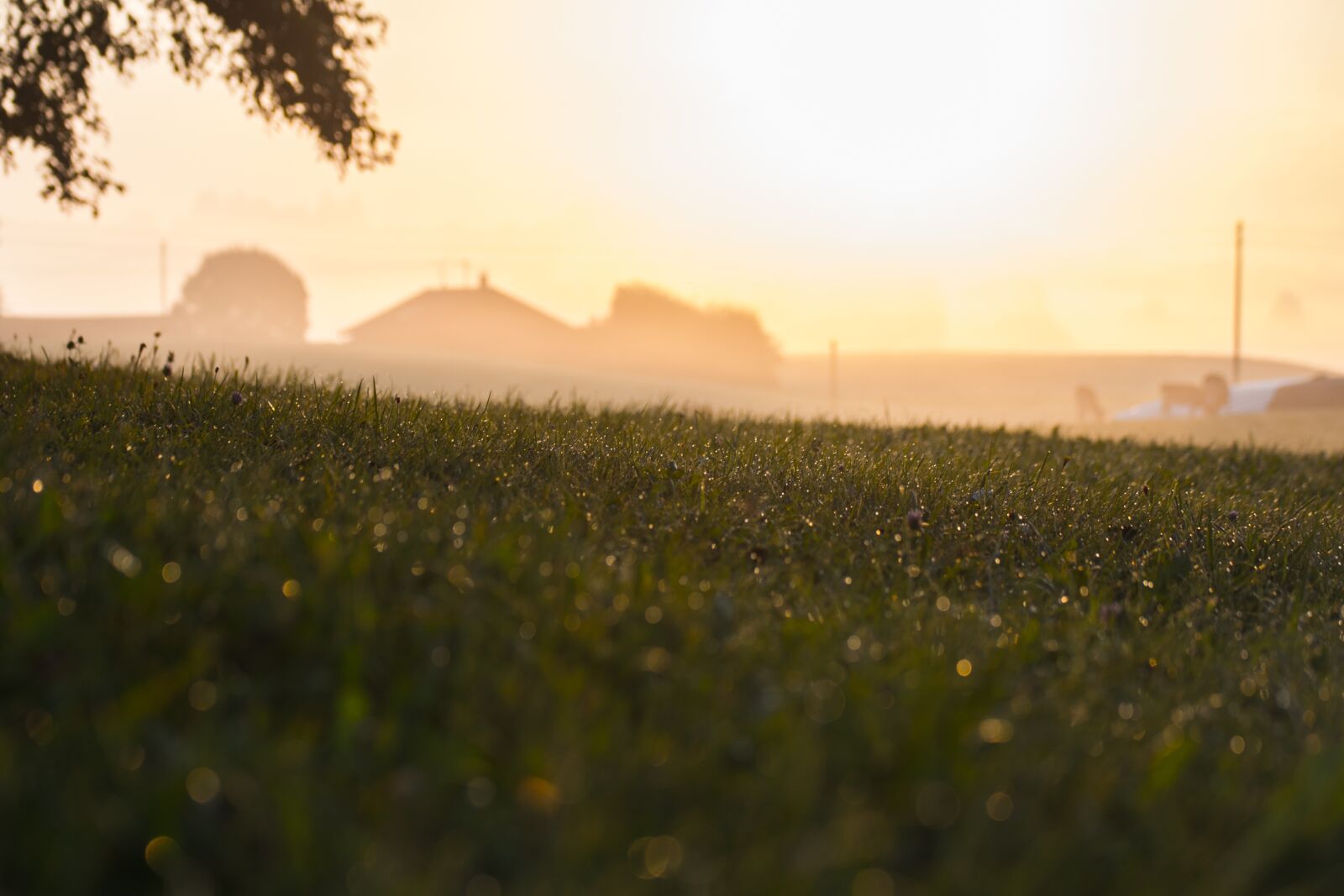 Nikon D5200 sample photo. Rural, morning, field photography