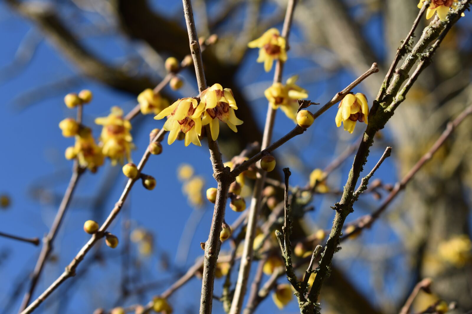 Nikon D3400 sample photo. Winter, bloom, yellow photography