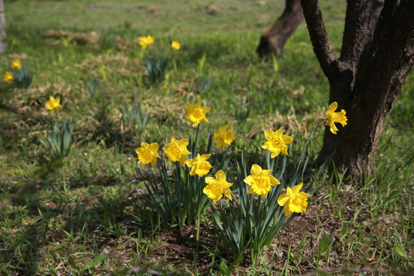 Canon EOS 6D + Canon EF 24-105mm F4L IS USM sample photo. Narcissus, flowers, spring photography