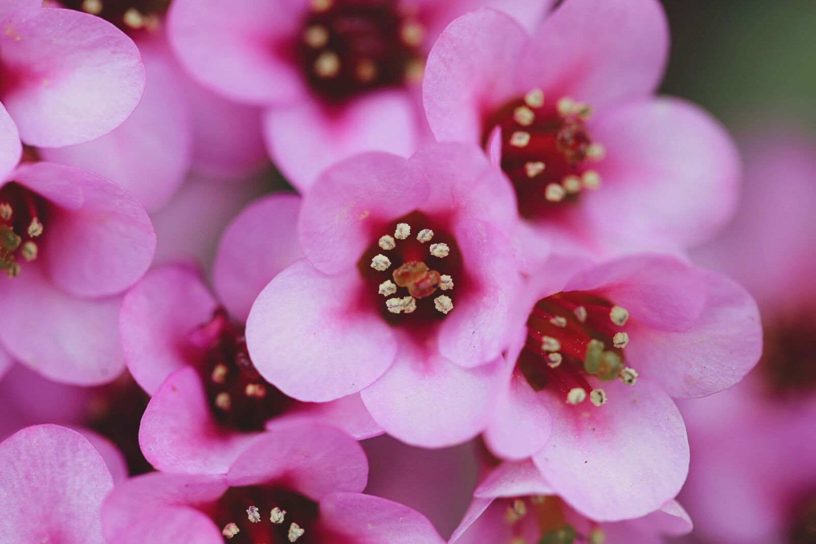 Canon EF 100mm F2.8 Macro USM sample photo. Pink, plant, flowers, organism photography