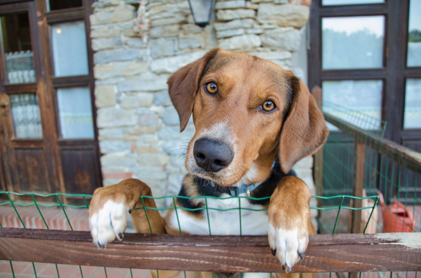 Nikon D7000 sample photo. Dog, faithful, friend photography