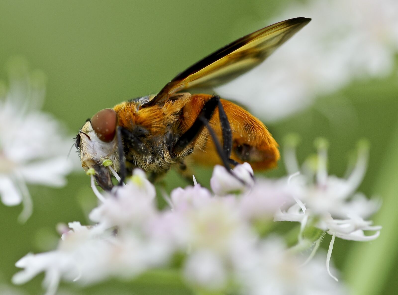 Nikon D90 sample photo. Close up, animal, blossom photography