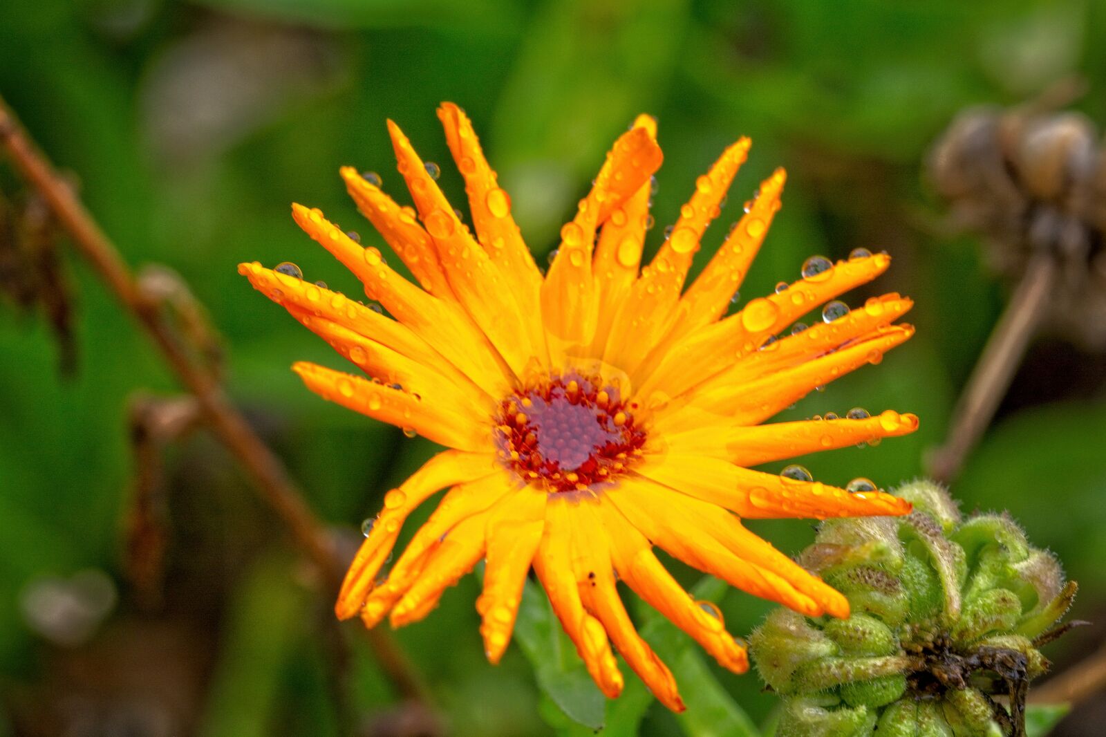 Sigma 105mm F2.8 EX DG OS HSM sample photo. Marigold, blossom, bloom photography