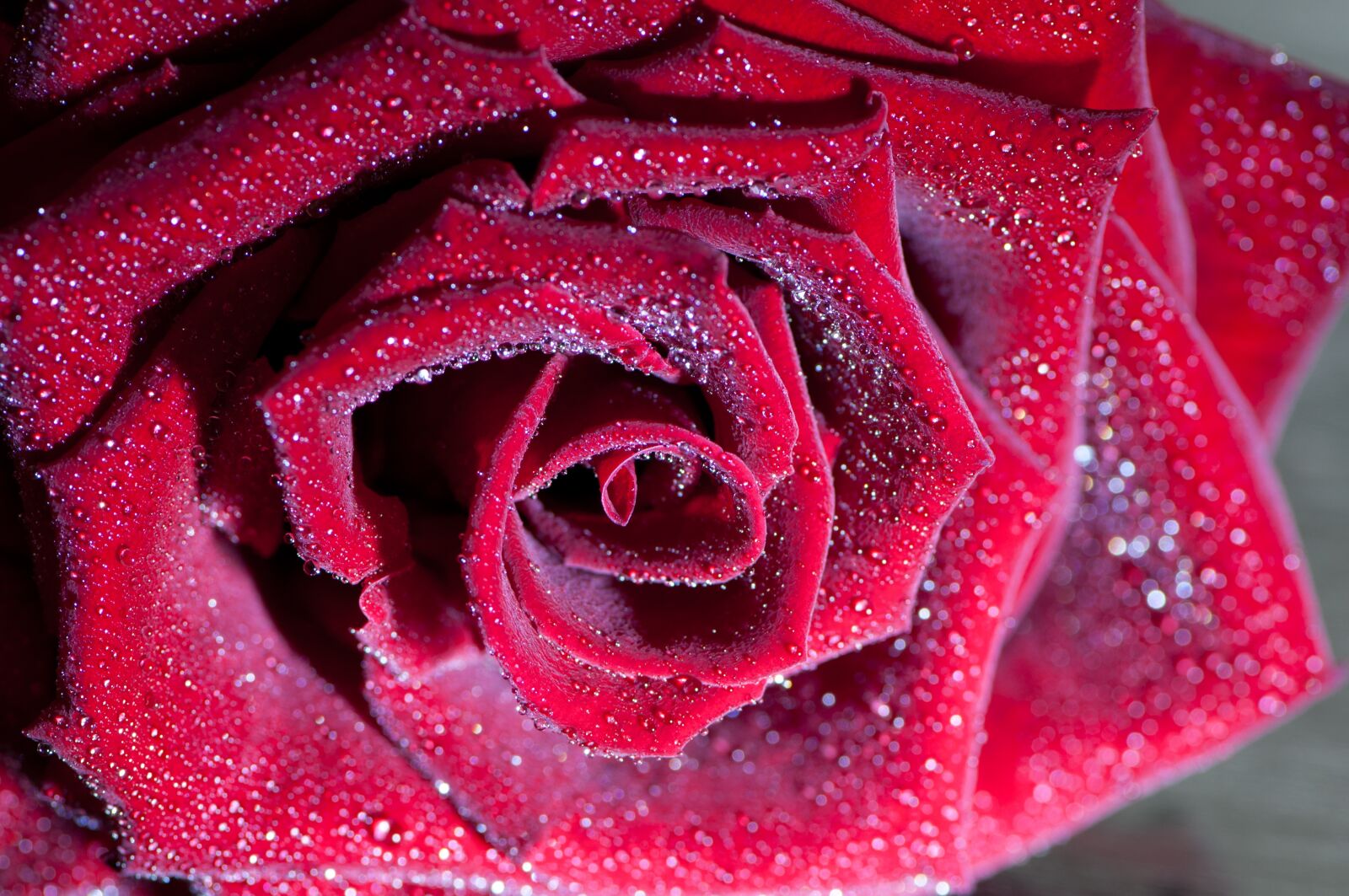 Nikon D90 sample photo. Rose, flower, blossom photography