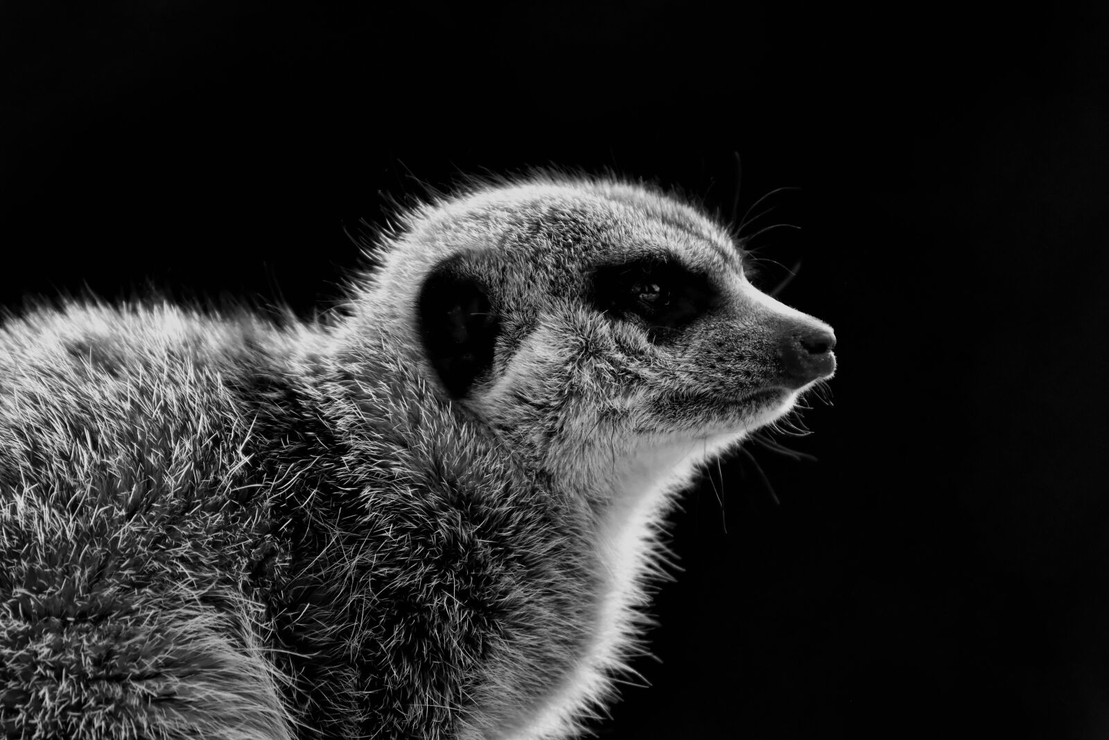 Nikon D7200 sample photo. Meerkat, animal, nature photography