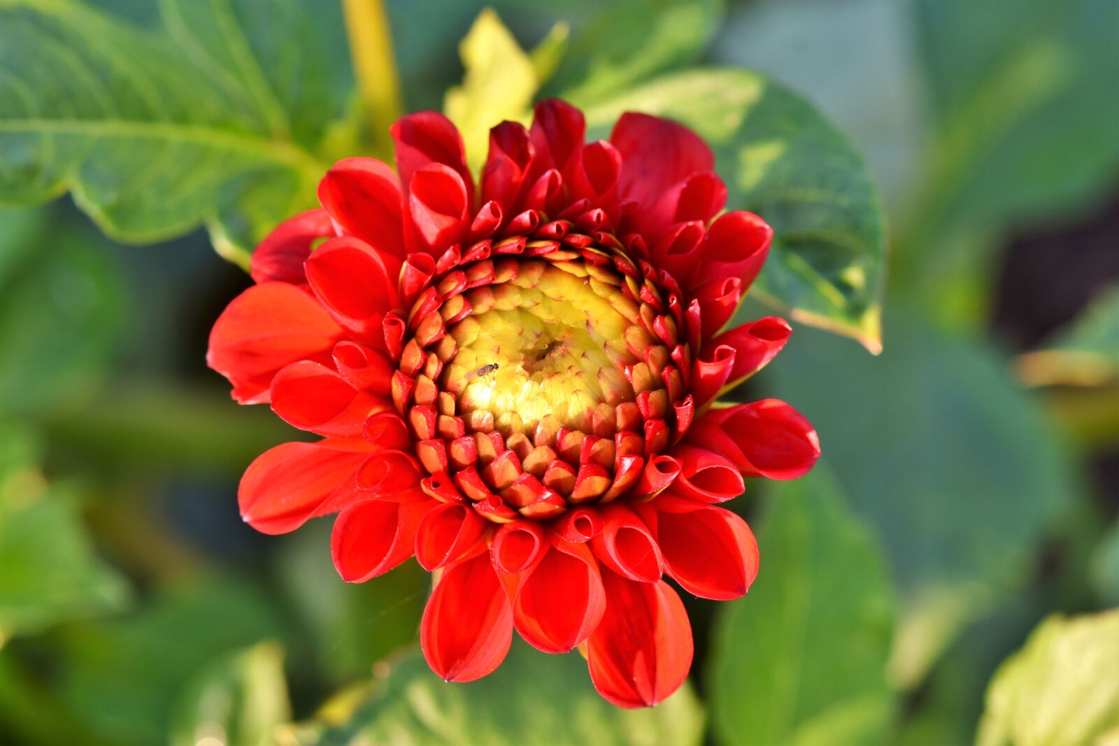 Nikon D7200 sample photo. Dahlia, dahlias bud, flower photography