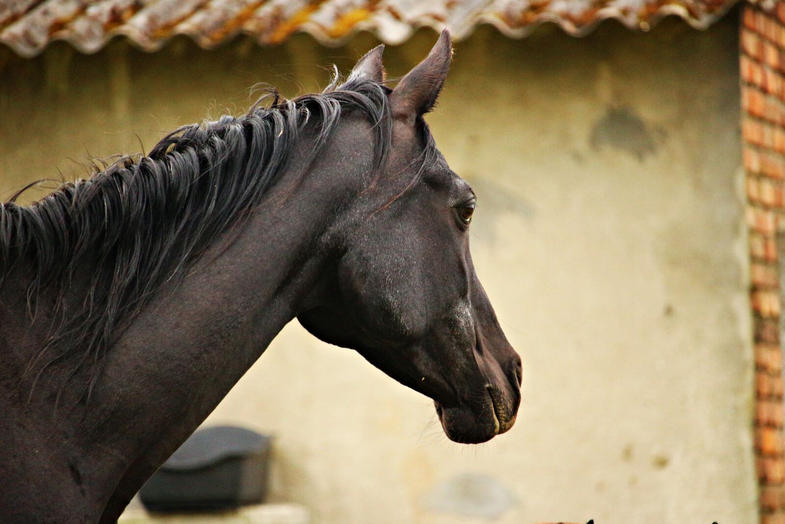 Canon EOS 100D (EOS Rebel SL1 / EOS Kiss X7) sample photo. Horse, rap, mare photography