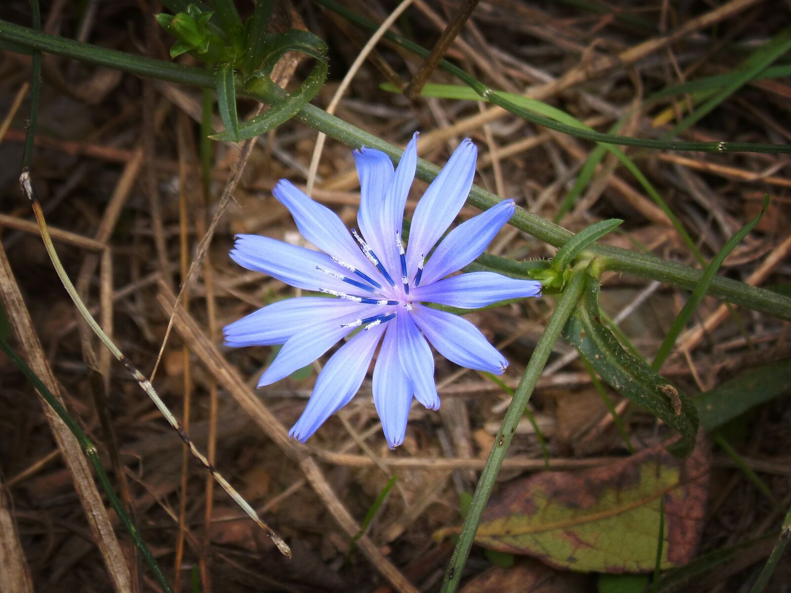 Panasonic DMC-FZ62 sample photo. Flower, blue, beauty photography