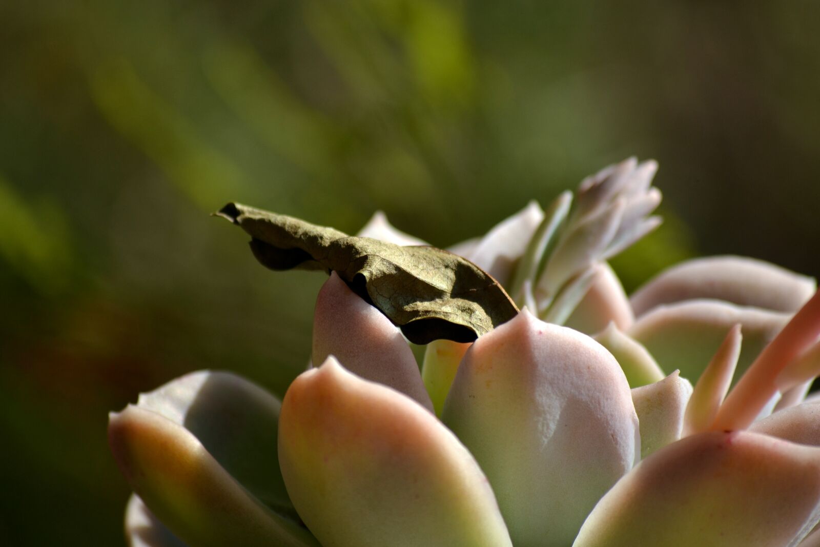 Nikon D3100 sample photo. Garden, dry leave, nature photography