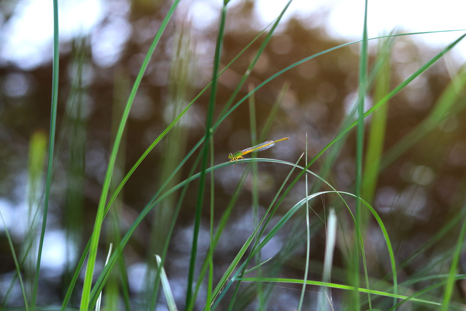 Canon EOS 700D (EOS Rebel T5i / EOS Kiss X7i) sample photo