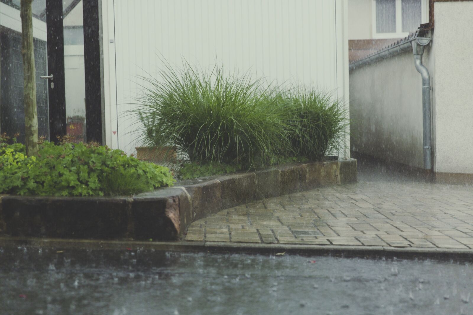 Canon EF 24-70mm F2.8L II USM sample photo. Rain, drip, water photography