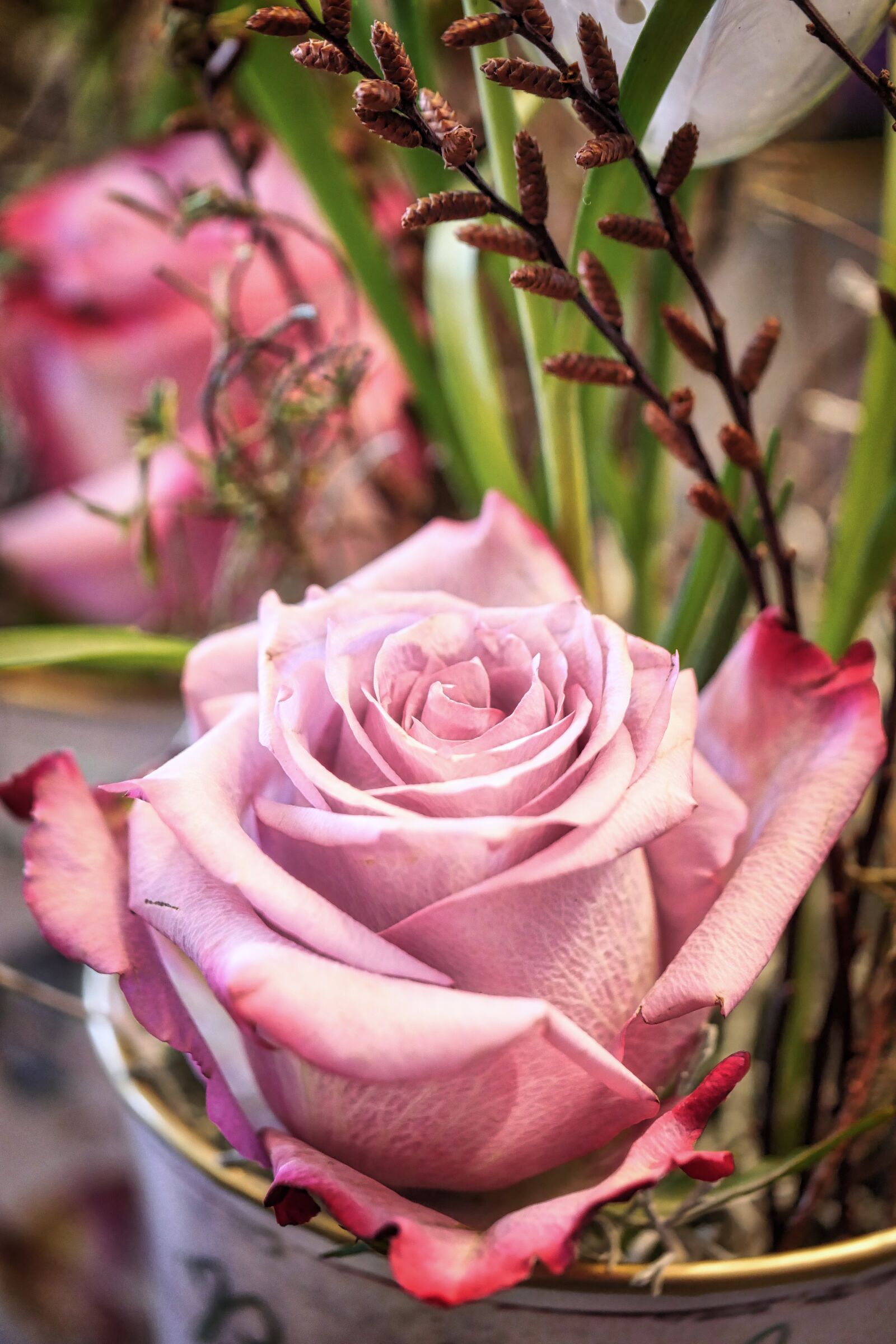 Panasonic Lumix DMC-GX8 sample photo. Flower, rose, plant photography