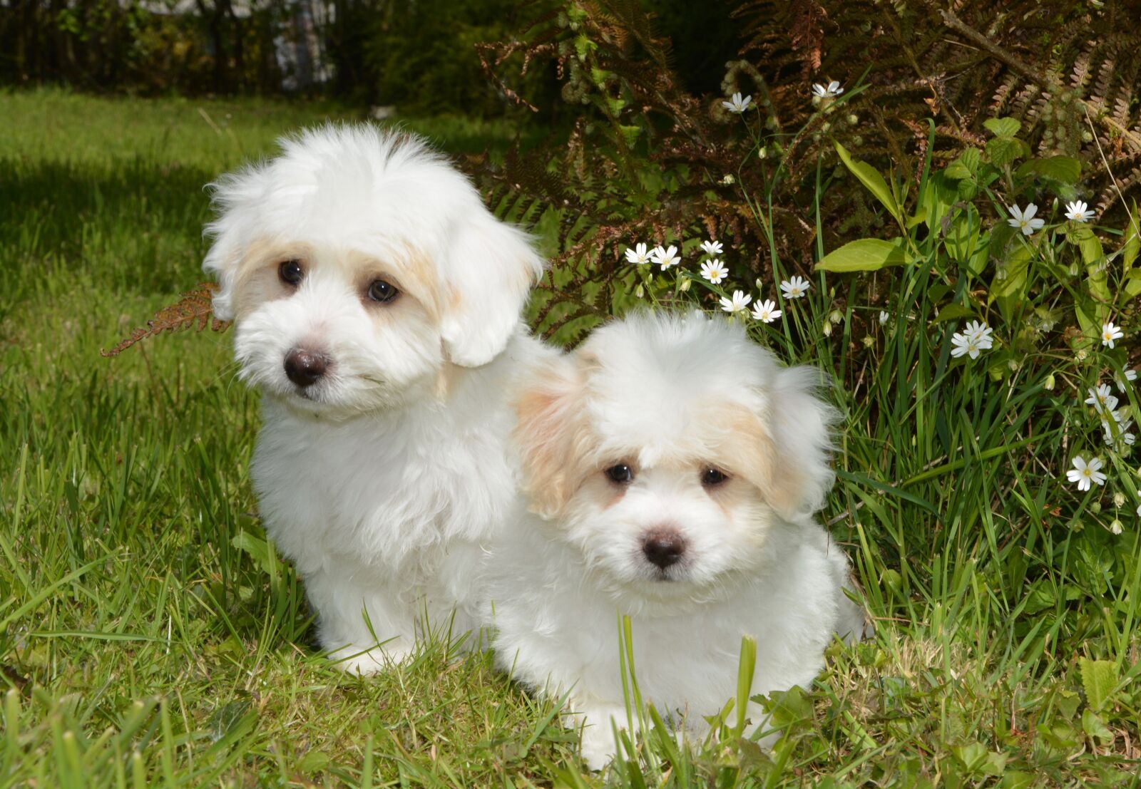 Nikon D5200 sample photo. Puppies coton tulear, dog photography