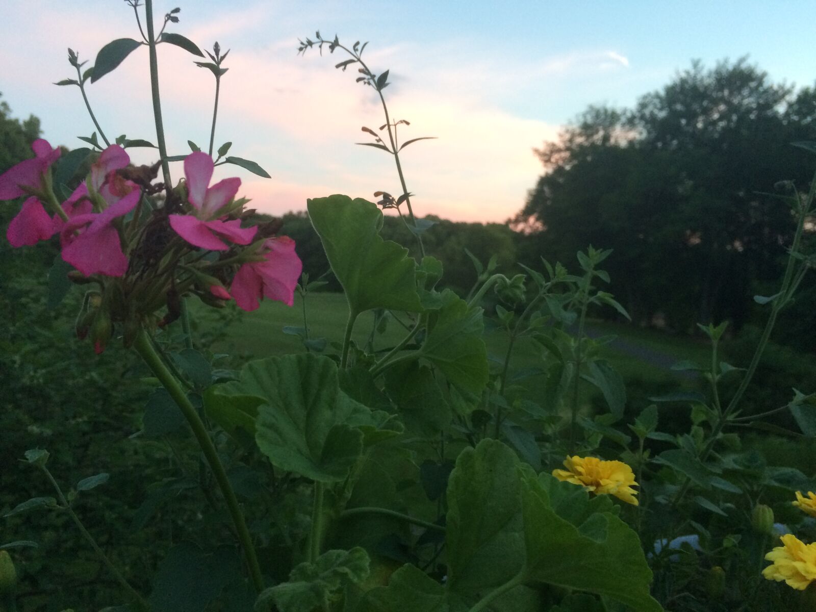 iPhone 5s back camera 4.15mm f/2.2 sample photo. Afternoon, beautiful, flowers, flower photography