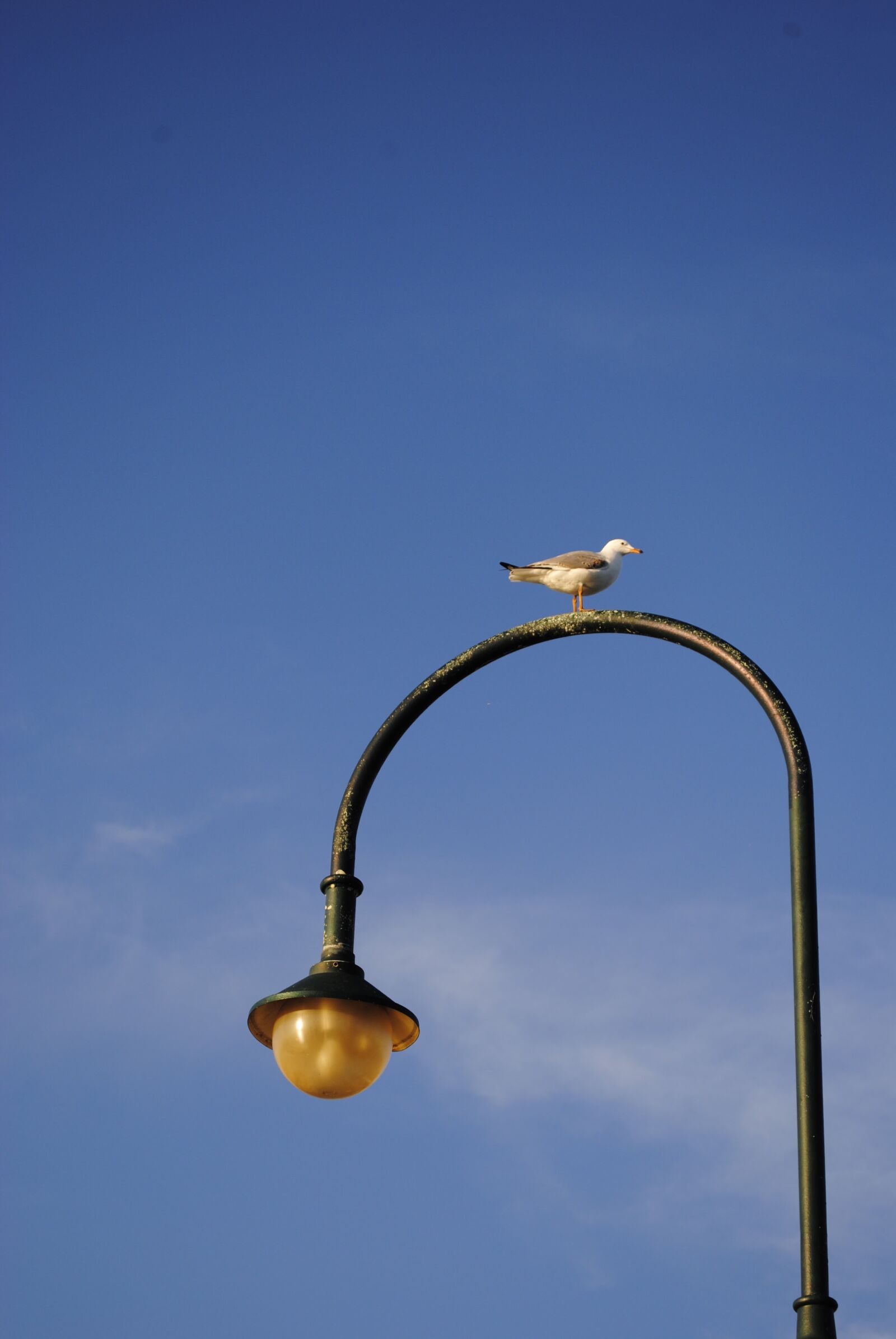 Nikon D3000 sample photo. Bird, melbourne pier, light photography