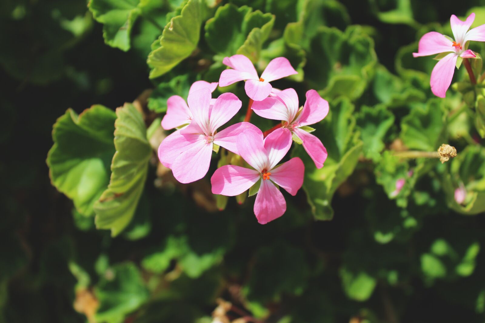 Canon EOS 1300D (EOS Rebel T6 / EOS Kiss X80) sample photo. Flower, pink flowers, blossom photography