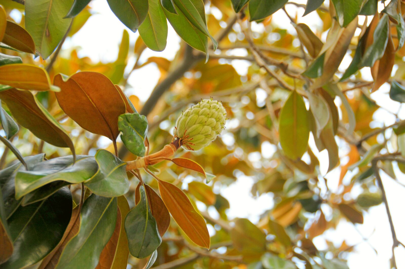 Nikon D300S sample photo. Leaves, tree, magnolia photography