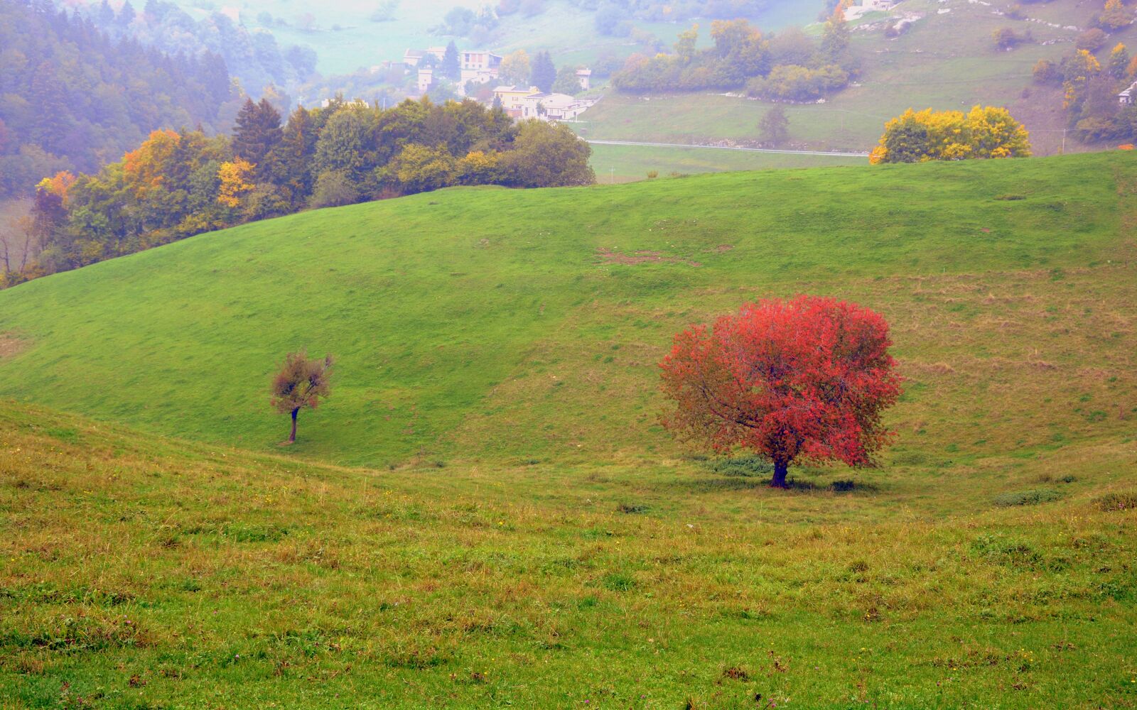 Nikon D7100 sample photo. Tree, leaves, autumn photography