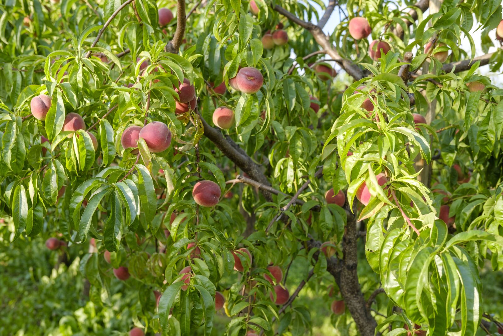 Fujifilm X-T2 sample photo. Peaches, fruit, stone fruit photography